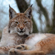 Image: Borth Wild Animal Kingdom